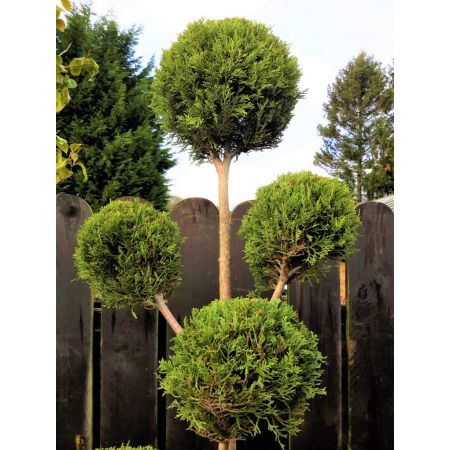 Cupressocyparis Leylandii Castlewellen Gold - Pom Pom - 1.3m - image 2