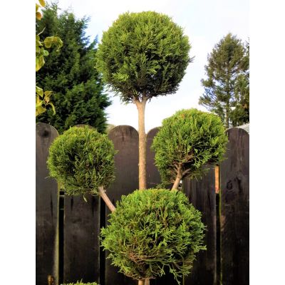Cupressocyparis Leylandii Castlewellen Gold - Pom Pom - 1.3m - image 2
