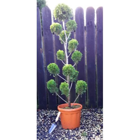 Cupressocyparis Leylandii Gold Rider - Pom Pom - 1.45m