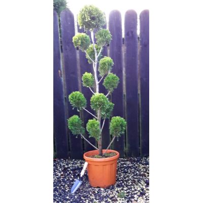 Cupressocyparis Leylandii Gold Rider - Pom Pom - 1.45m
