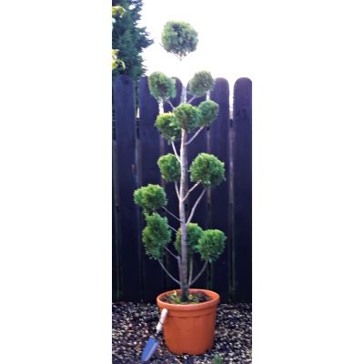 Cupressocyparis Leylandii Gold Rider - Pom Pom -1.65m