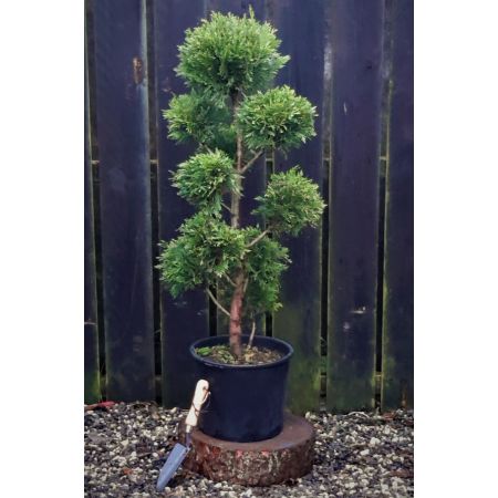 Cupressocyparis Leylandii - Pom Pom - 1.1m
