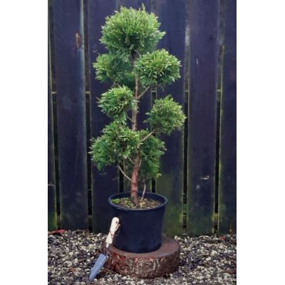 Cupressocyparis Leylandii - Pom Pom - 1.1m