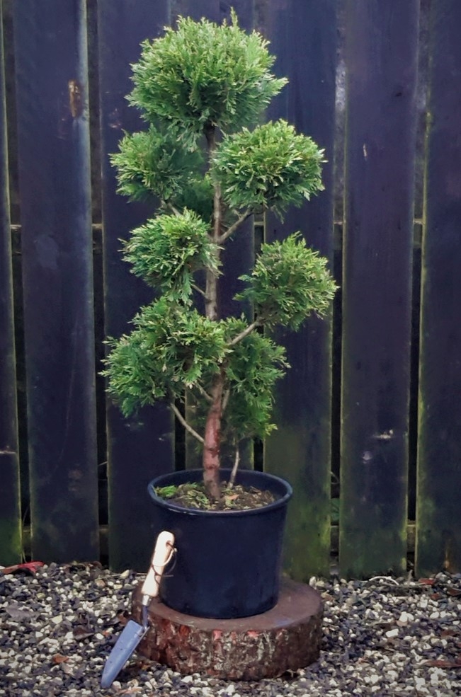Cupressocyparis Leylandii Pom Pom 1.1m Windlestone Nursery