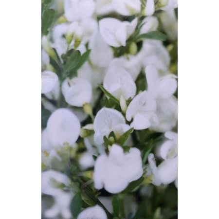 Cytisus Praecox Albus 1L (Broom) - image 2