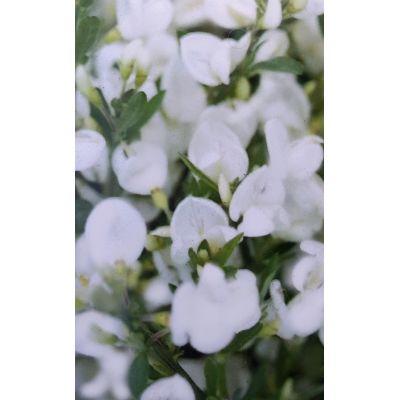 Cytisus Praecox Albus 1L (Broom) - image 2