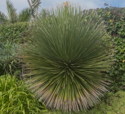 Dasylirion Serratifolium  - 18L - 0.8m