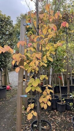 Davidia Involucrata - (Handkerchief Tree)