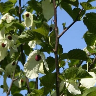 Davidia Involucrata - (Handkerchief Tree)