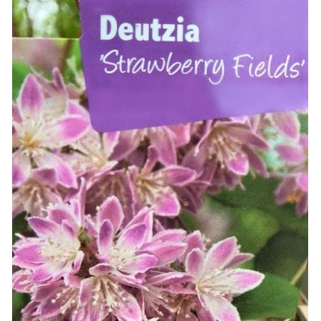 Deutzia x Hybrid Strawberry Fields 1L