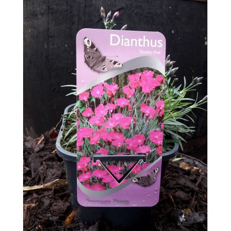 Dianthus 'Dinetta Pink' 2L