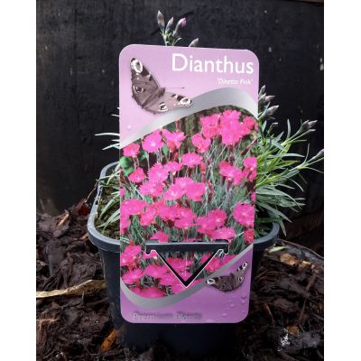 Dianthus 'Dinetta Pink' 2L