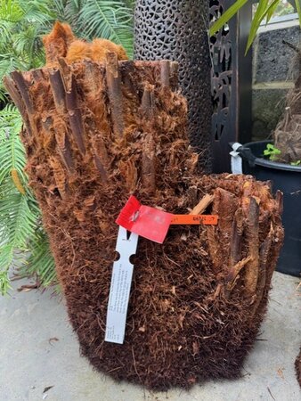 Dicksonia Antarctica (Tree Fern) - double trunk 1ft + 2ft