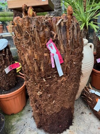Dicksonia Antarctica (Tree Fern) - double trunk 3ft + 3ft
