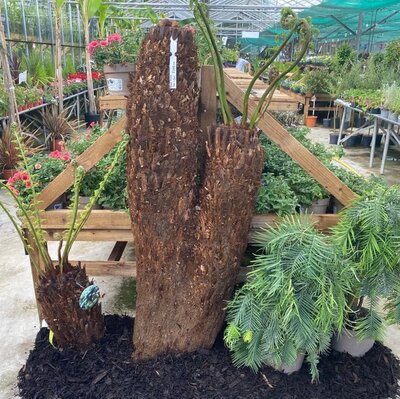 Dicksonia Antarctica (Tree Fern) - double trunk 90cm/90cm - image 2