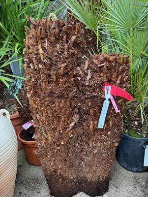 Dicksonia Antarctica - Single Trunk
