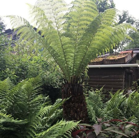 Dicksonia Antarctica (Tree Fern) - Trunk 101cm - image 5