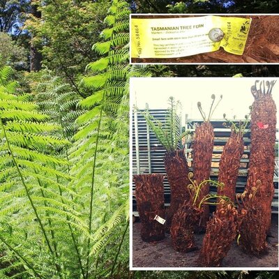 Dicksonia Antarctica (Tree Fern) - Trunk 3ft - image 2