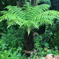 Dicksonia Antarctica (Tree Ferns)