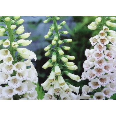 Digitalis Dalmation White 2L (Foxglove)