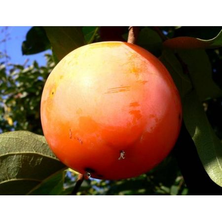 Diospyros Kaki (Persimmon Fruit Tree) - 1/2 Std - 70L - 80cm Clear stem