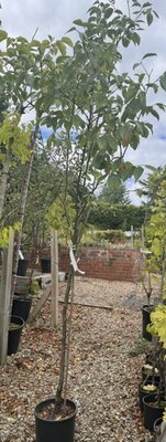 Diospyros Kaki Vaniglia (Persimmon Fruit Tree) - 15L 1/2 Standard