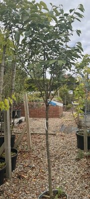 Diospyros Kaki Vaniglia (Persimmon Fruit Tree) - 15L 1/4 Standard
