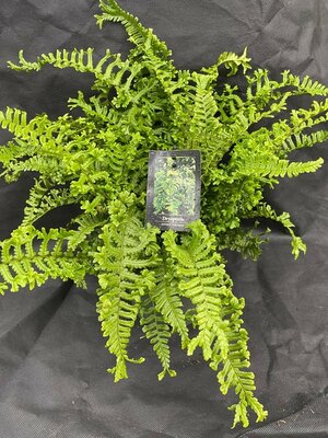 Dryopteris Affinis - 'The King' - 2L