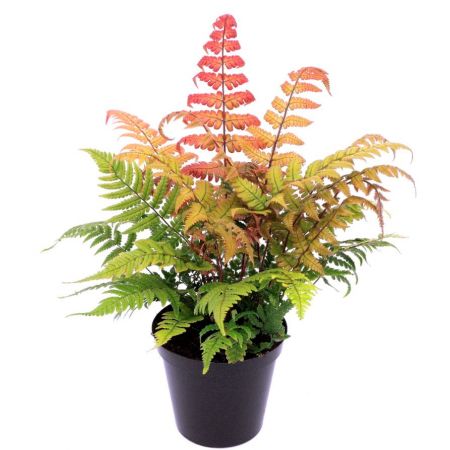 Dryopteris Lepidopoda - 0.5L (Sunset fern)