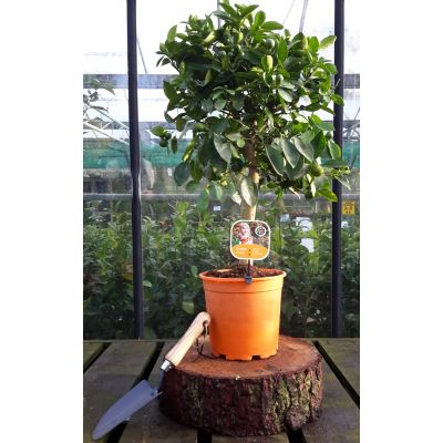 Dwarf Orange Citrina - Calamondin - image 1