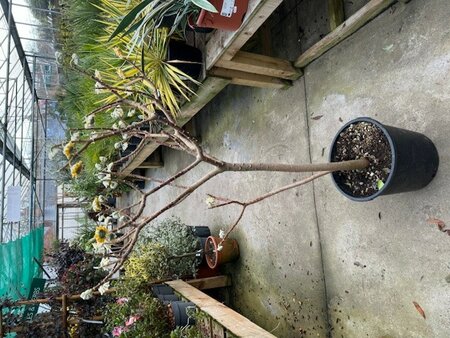 Edgeworthia Chrysantha 15L - image 2