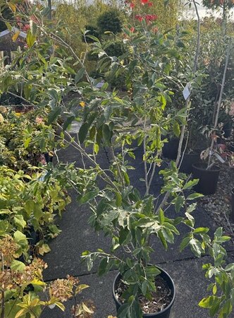 Elaeagnus Angustifolia 10L