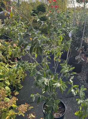 Elaeagnus Angustifolia 10L