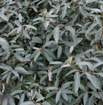 Elaeagnus Commutata Quicksilver® - 9L - 100cm