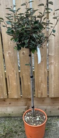 Elaeagnus Ebbingei - 1/2 Standard 9L - 75cm Clear Stem - image 1