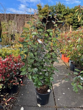 Elaeagnus Ebbingei 10L