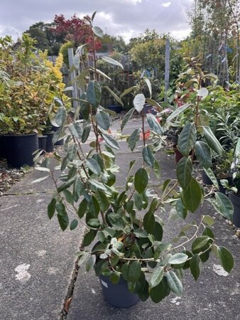 Elaeagnus Ebbingei 2L