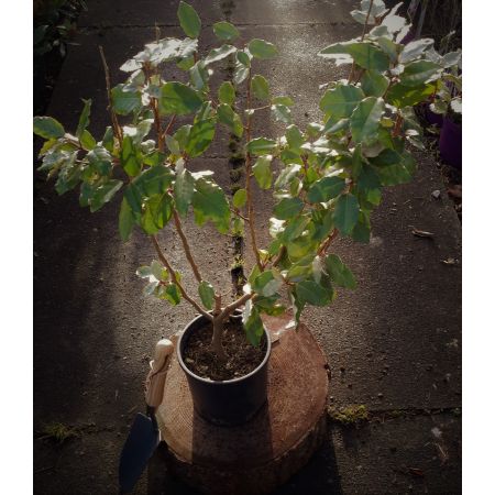 Elaeagnus Ebbingei 3.5L