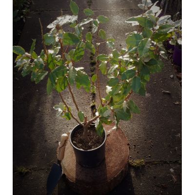 Elaeagnus Ebbingei 3.5L