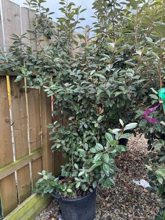 Elaeagnus Ebbingei 35L