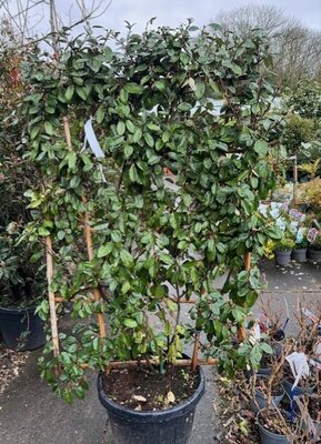 Elaeagnus Ebbingei - 45L - On frame 120x80cm