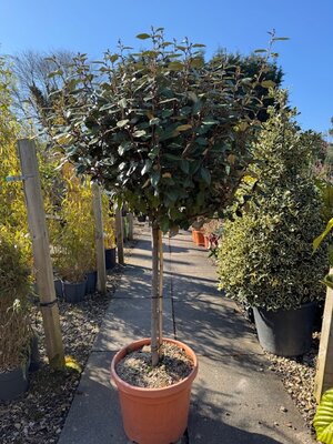 Elaeagnus Ebbingei Compacta- 1/2 Standard 35L