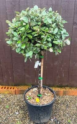 Elaeagnus Ebbingei Compacta- 1/4 Standard 18L