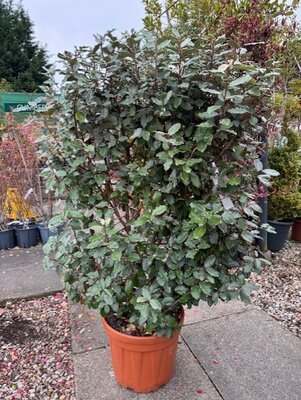 Elaeagnus Ebbingei 'Compacta' 30L On Metal Frame 85cmx50cm