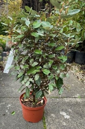 Elaeagnus Ebbingei 'Compacta' 5L