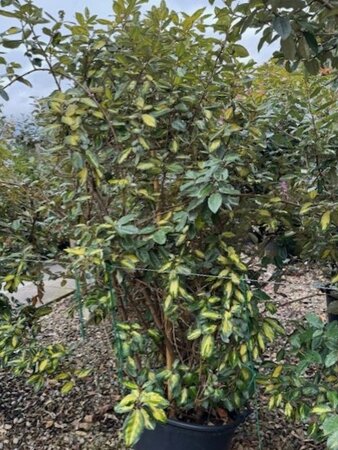 Elaeagnus Ebbingei Limelight 35L