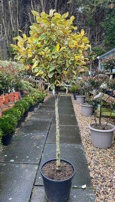 Elaeagnus Ebbingei Vivileg 1/2 Standard 18L