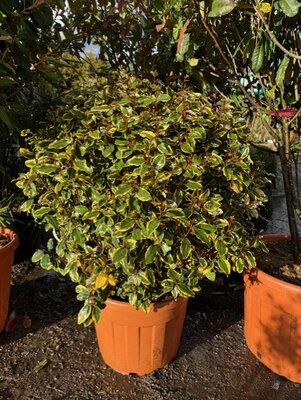 Elaeagnus Ebbingei Vivileg Ball 70L
