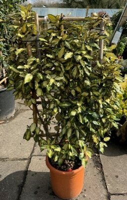 Elaeagnus X Ebbingei Maryline® - 15L on full frame 90x60cm