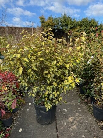 Elaeagnus X Ebbingei Maryline 30L